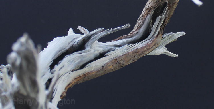 san jose juniper bonsai